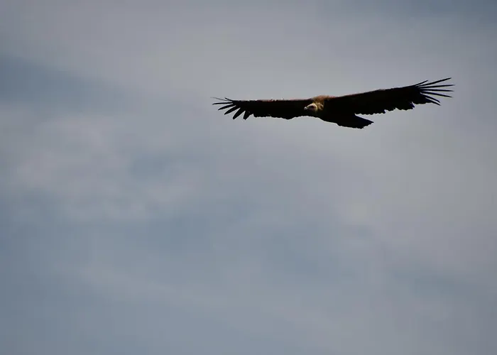 Domaine Du Théron * Mostuéjouls